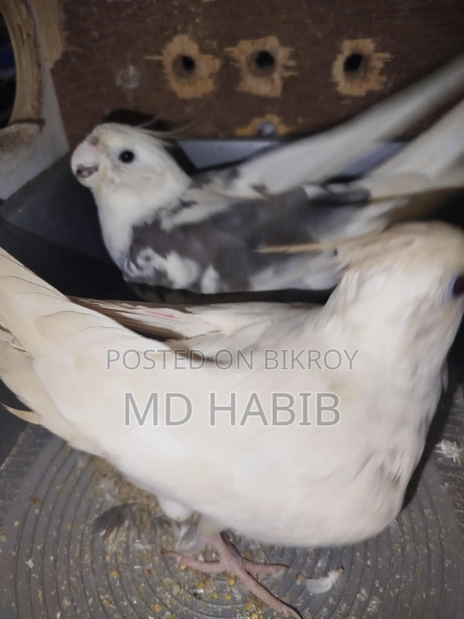 এক জোড়া ককাটেল একজোড়া লাভ বাট ডিম সহ