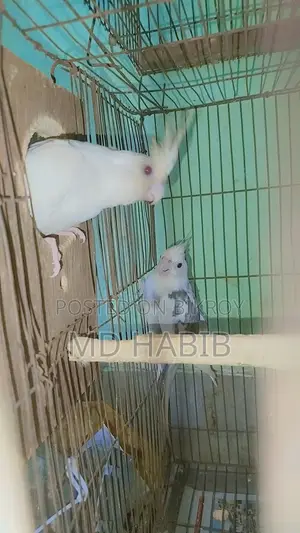 এক জোড়া ককাটেল একজোড়া লাভ বাট ডিম সহ