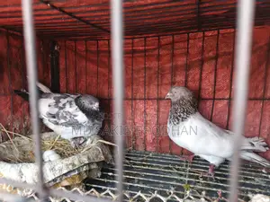 Giribaz Pigeons