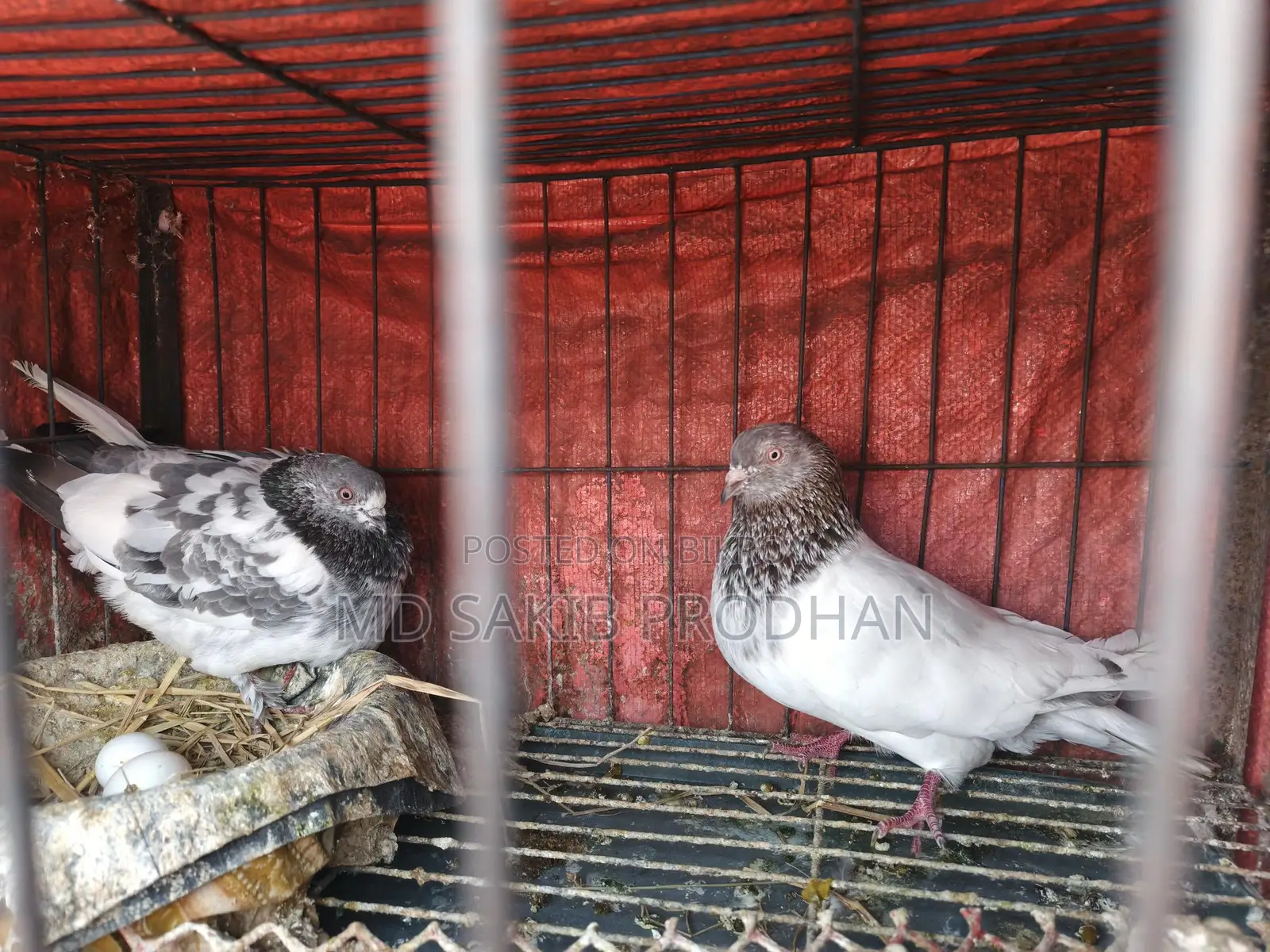 Giribaz Pigeons