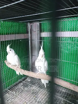Running Cockatiel for Sale