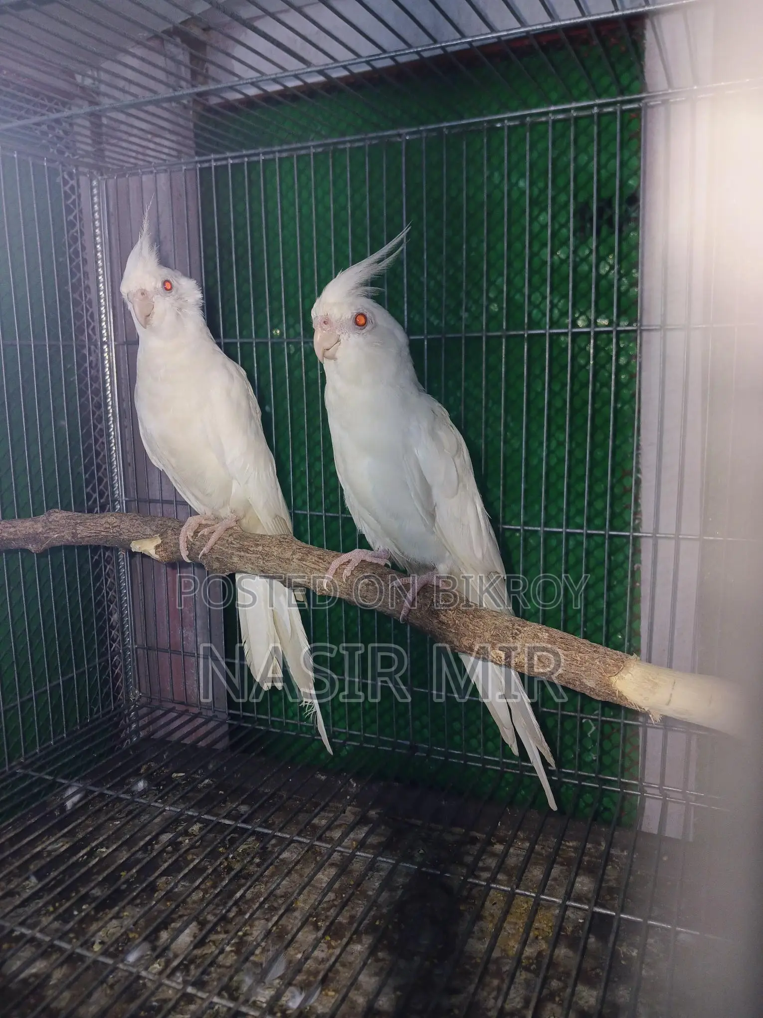 Running Cockatiel for Sale