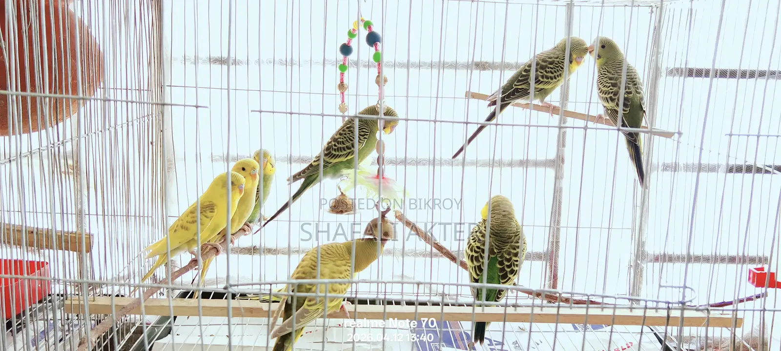 বাজিগর পাখির