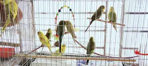 বাজিগর পাখির