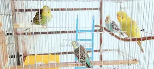 বাজিগর পাখির