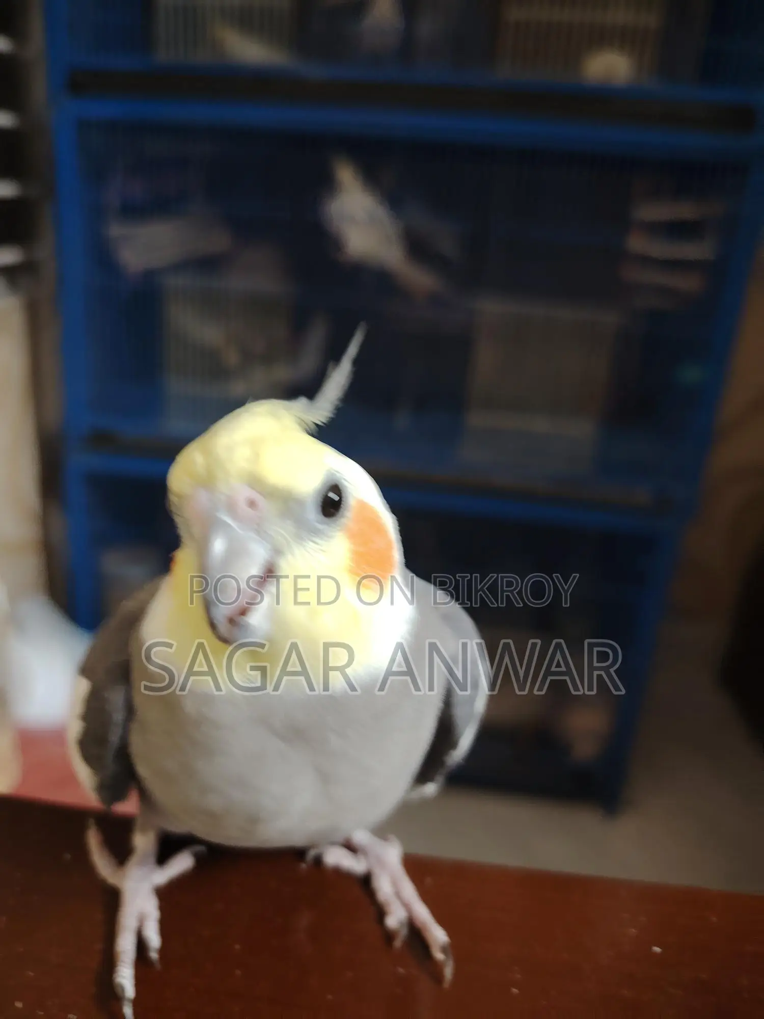 Cockatiel Home Breed