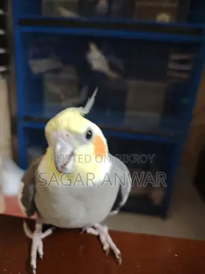 Cockatiel Home Breed