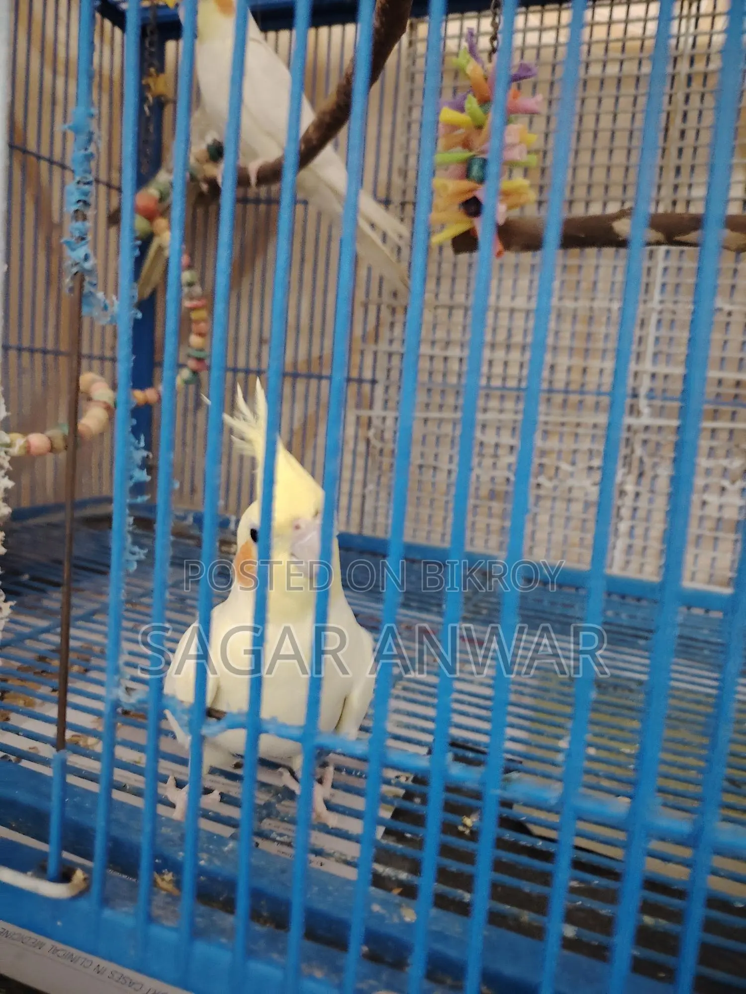 Cockatiel Home Breed