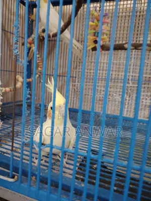 Cockatiel Home Breed