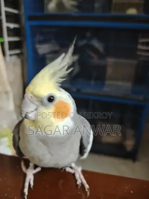 Cockatiel Home Breed