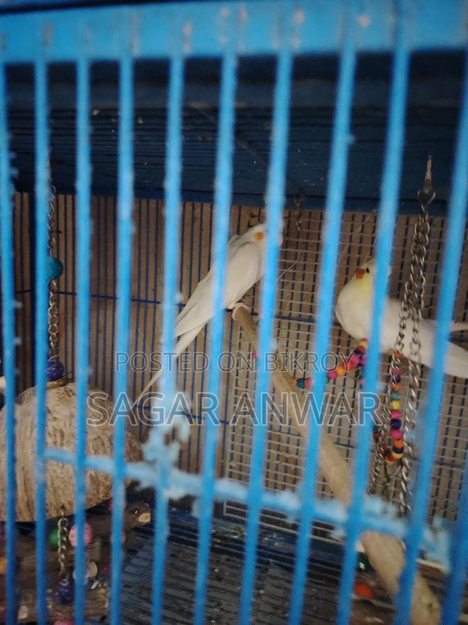 Cockatiel Home Breed