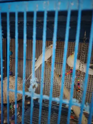 Cockatiel Home Breed