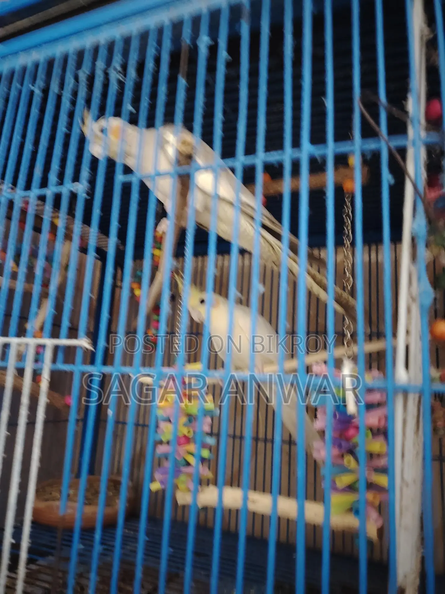 Cockatiel Home Breed