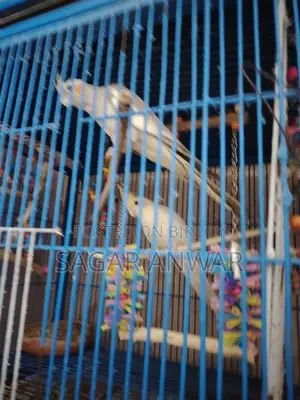 Cockatiel Home Breed
