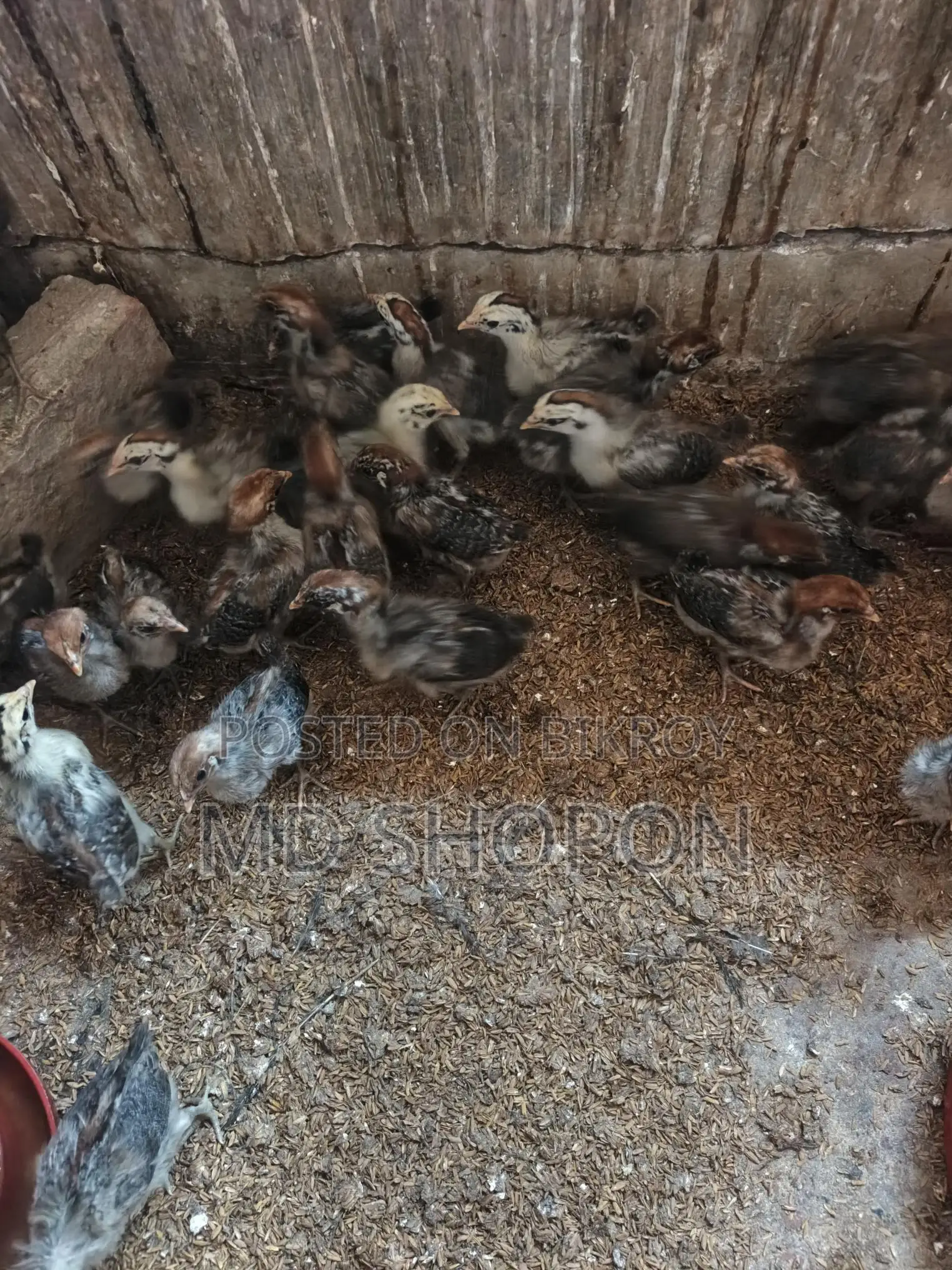Egyptian Fayoumi chicks