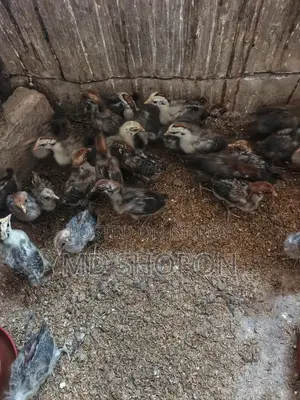 Egyptian Fayoumi chicks