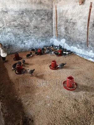 Egyptian Fayoumi chicks