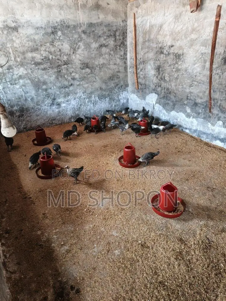 Egyptian Fayoumi chicks