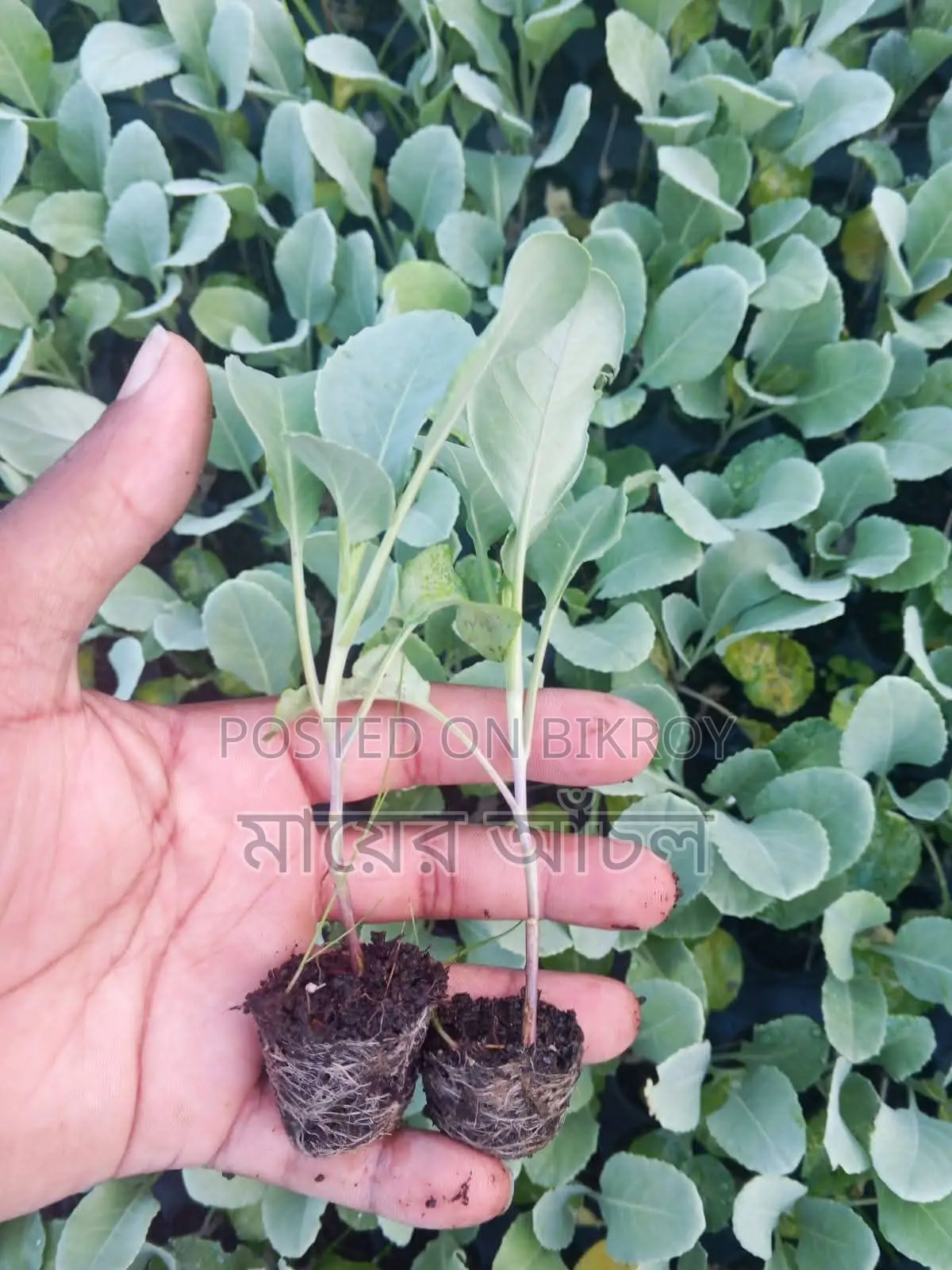 Various Vegetable Seedlings