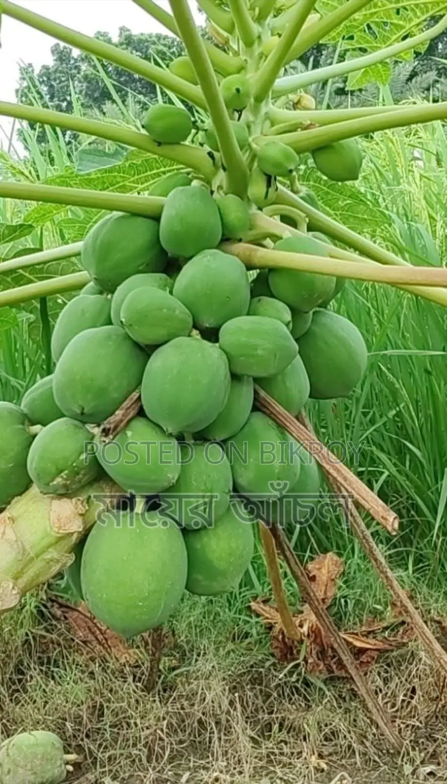 Various Vegetable Seedlings