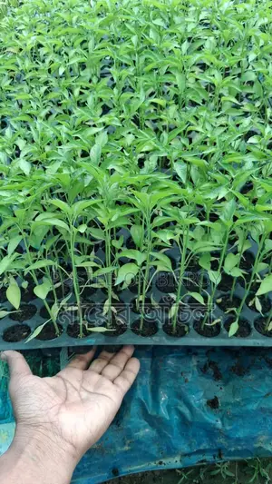 Various Vegetable Seedlings