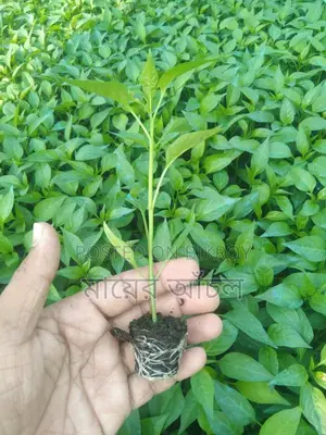 Various Vegetable Seedlings
