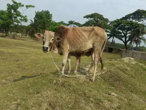 দেশি ব্রিস গরু