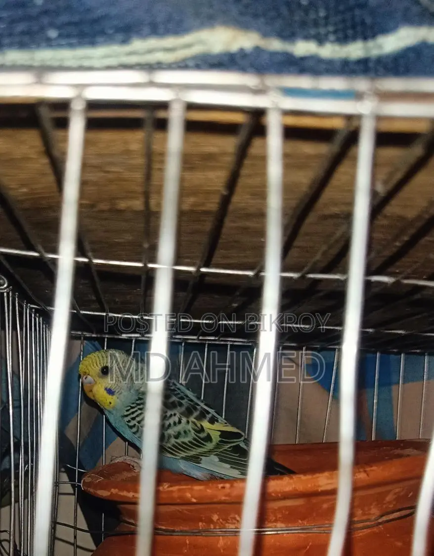 Budgerigar birds for sale