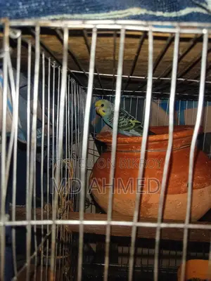 Budgerigar birds for sale