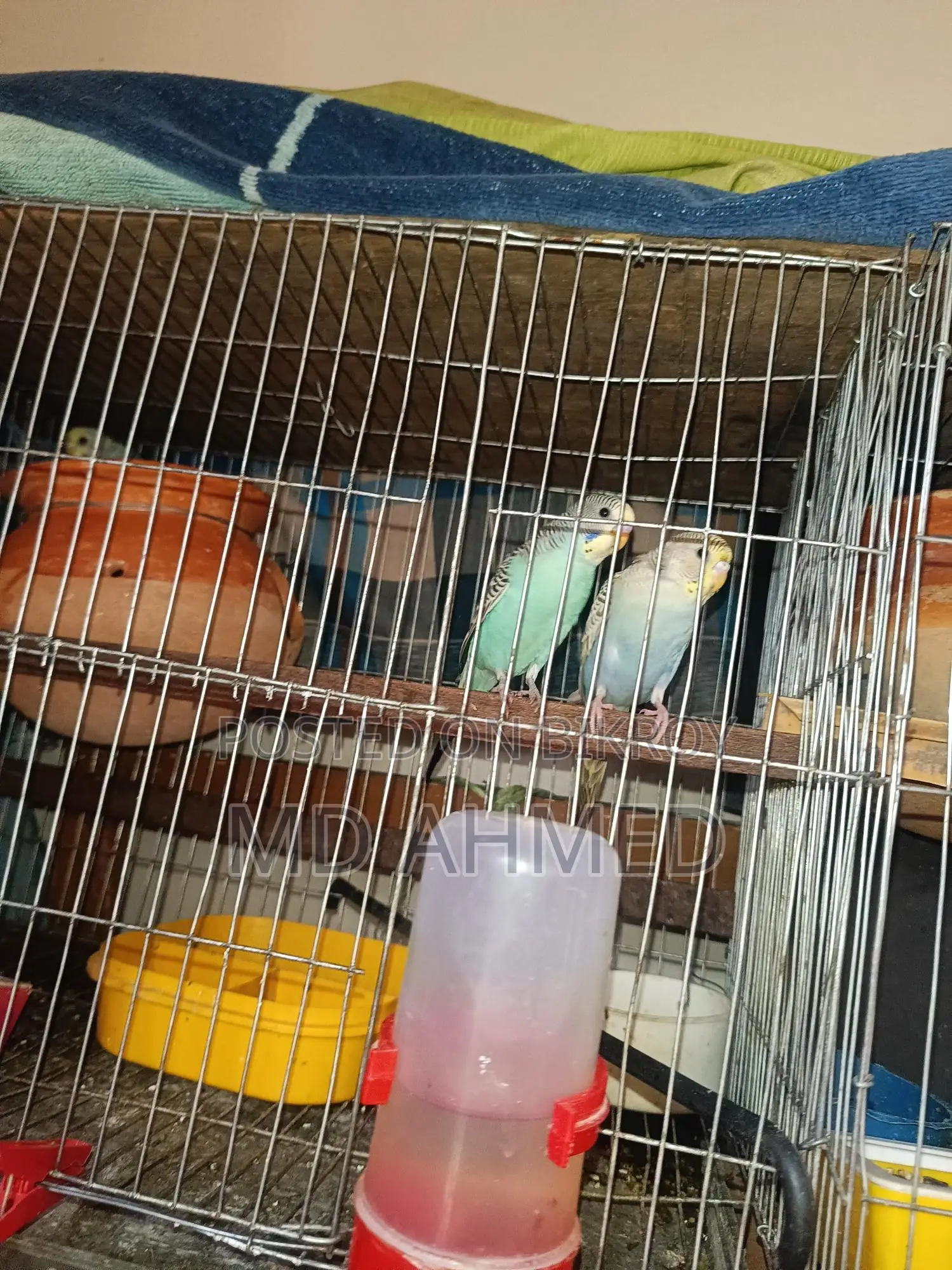 Budgerigar birds for sale
