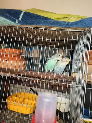 Budgerigar birds for sale