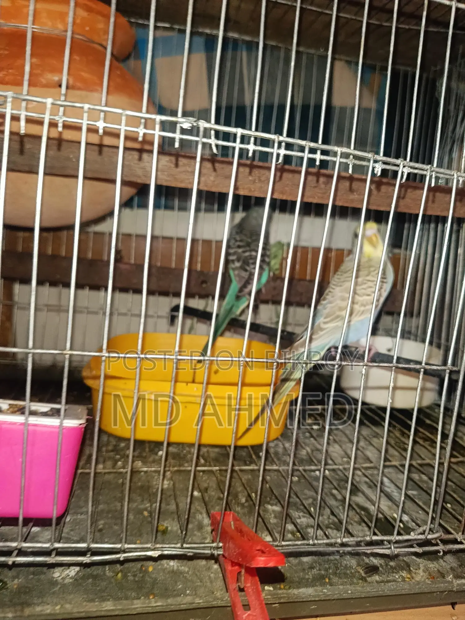 Budgerigar birds for sale