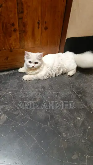 Persian Female Cat
