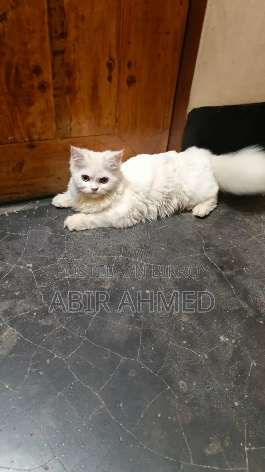 Persian Female Cat