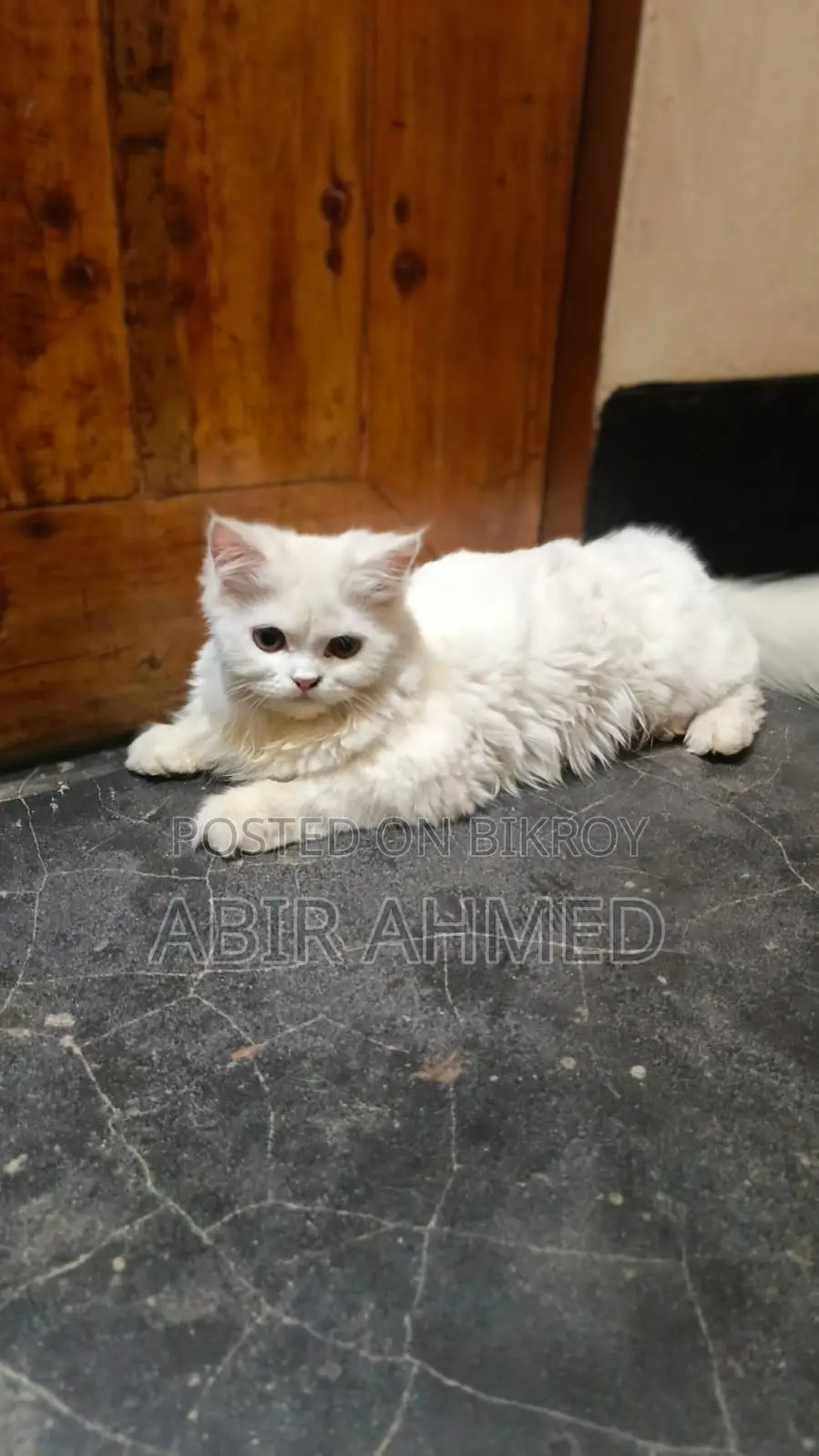 Persian Female Cat