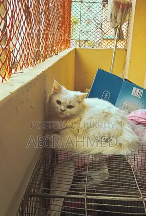 Persian Female Cat