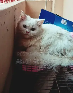 Persian Female Cat