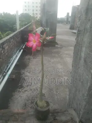 Adenium Tree
