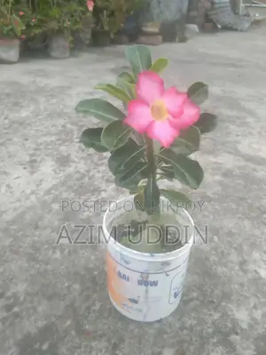 Adinium Tree