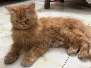 Traditional Persian Female Cat
