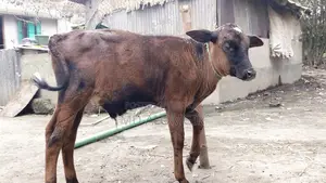Sahiwal Cow