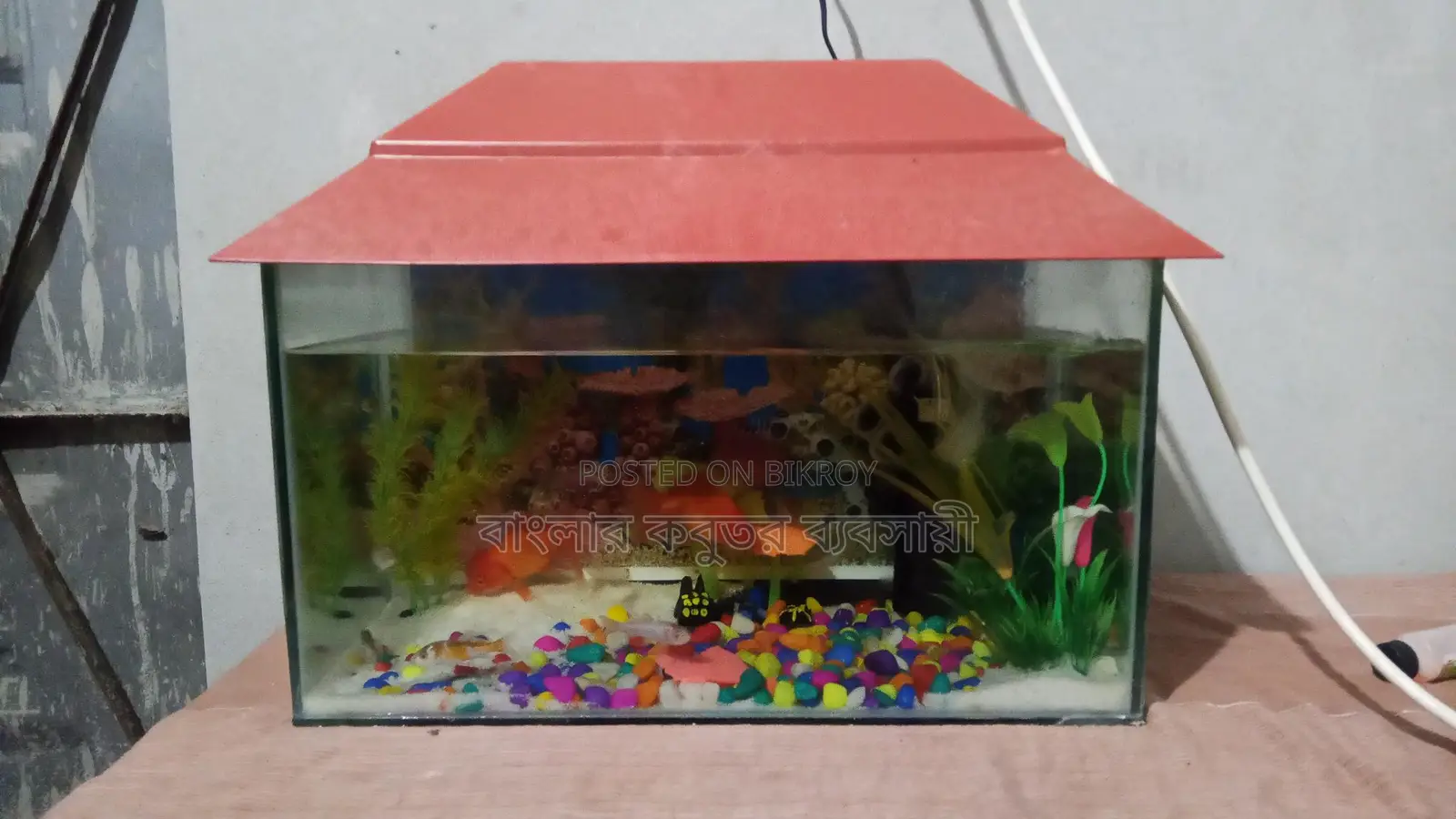 Aquarium Setup with Fish