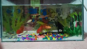 Aquarium Setup with Fish