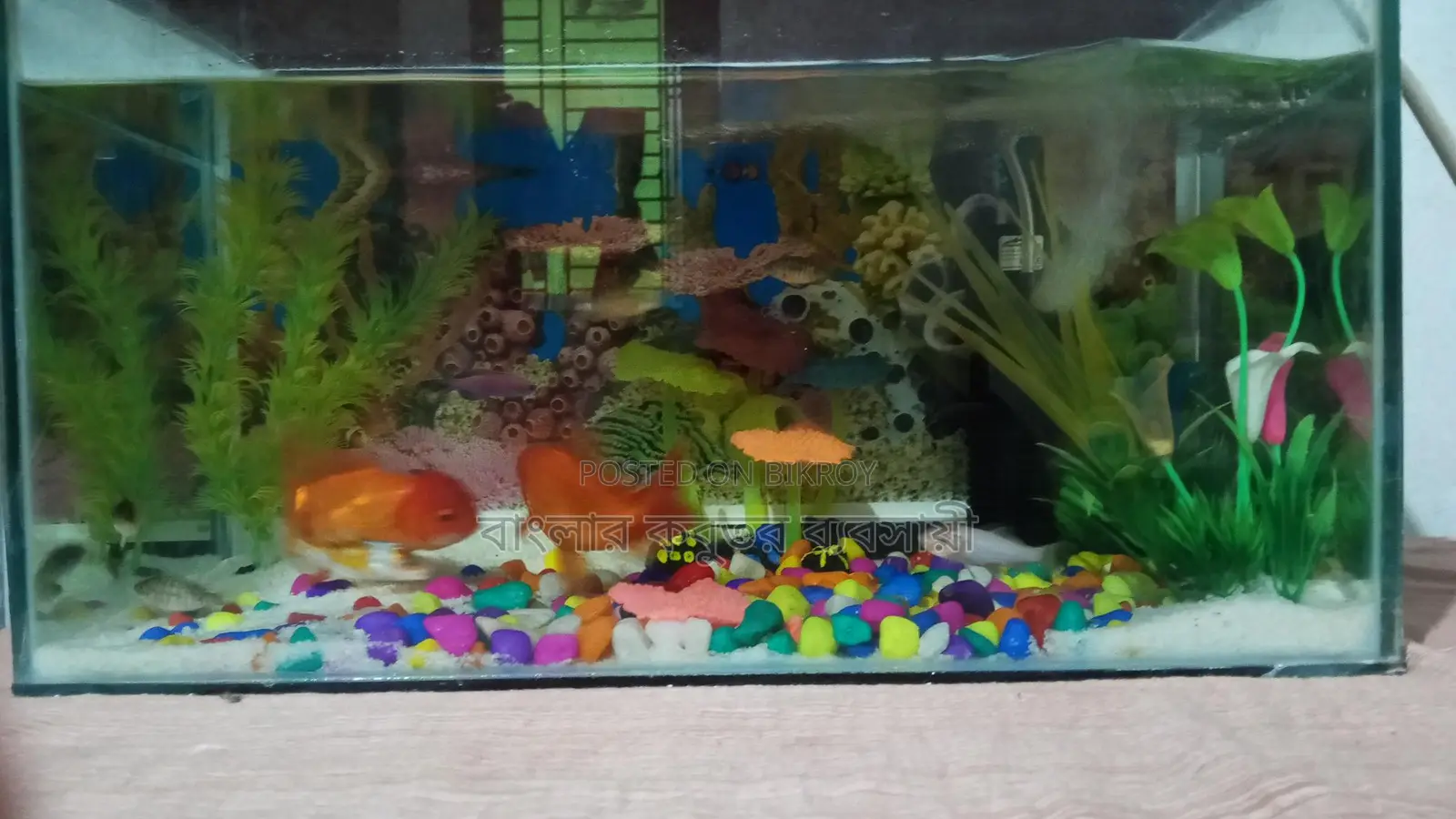 Aquarium Setup with Fish
