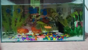 Aquarium Setup with Fish