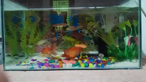 Aquarium Setup with Fish