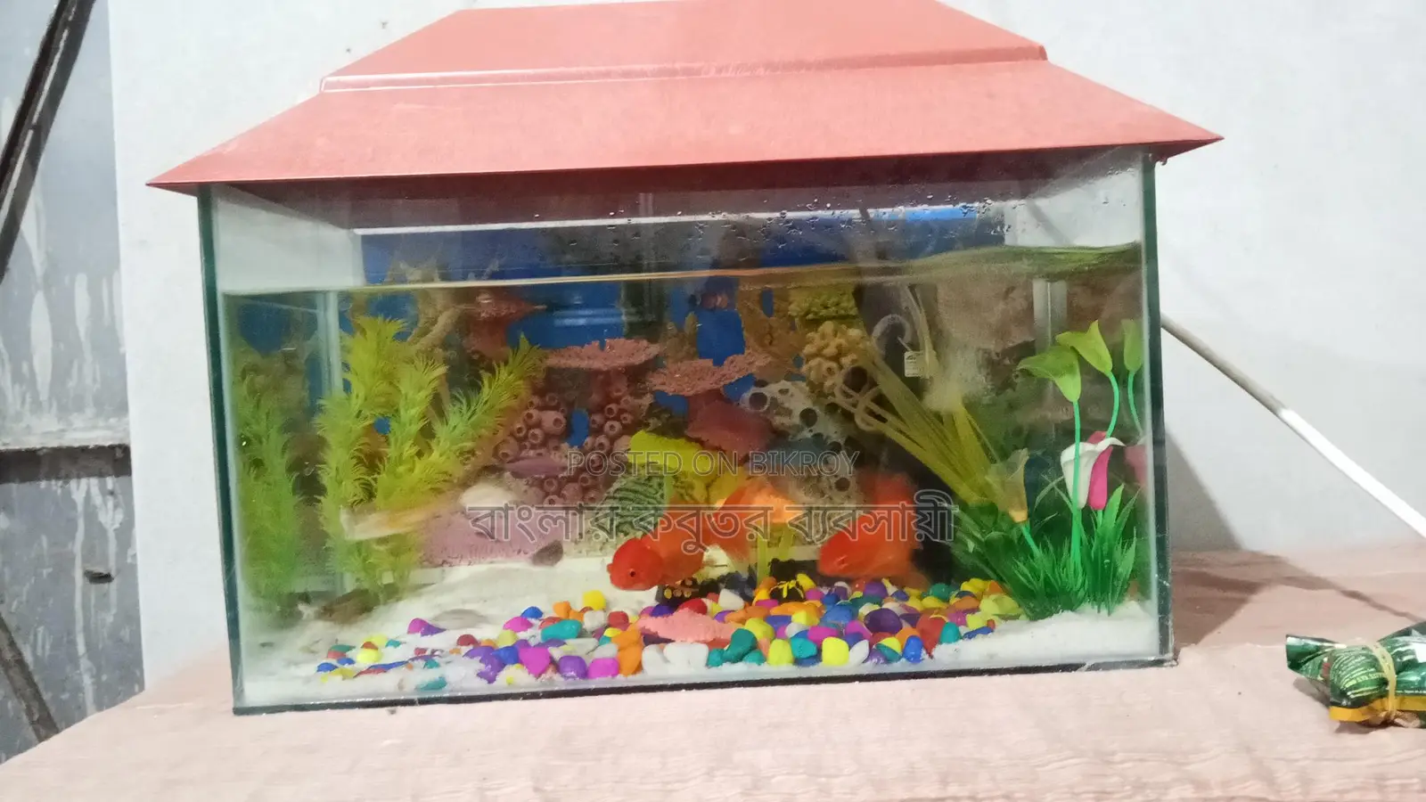 Aquarium Setup with Fish