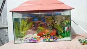Aquarium Setup with Fish