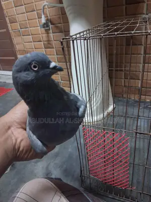 অরিজিনাল রেগি কবুতর