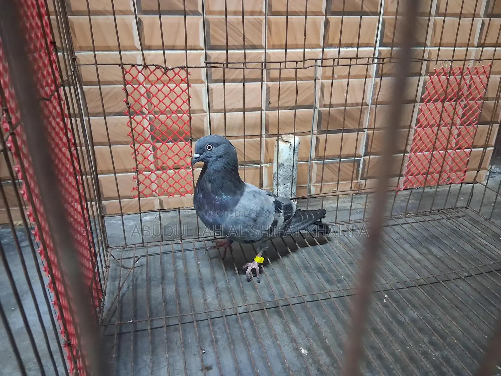 অরিজিনাল রেগি কবুতর